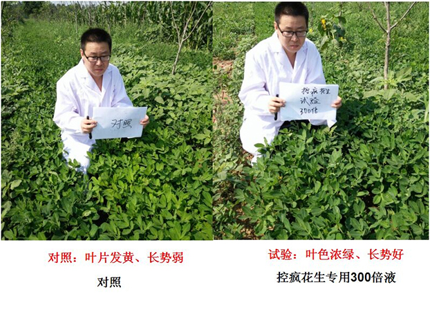 Test Report on Peanut Specialized Products for &quot;Crazy Control&quot;(圖1)