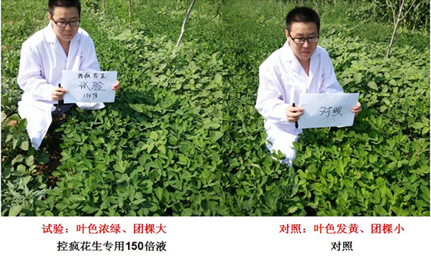 Test Report on Peanut Specialized Products for &quot;Crazy Control&quot;(圖2)