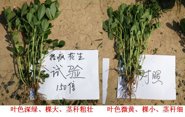 Test Report on Peanut Specialized Products for &quot;Crazy Control&quot;(圖4)
