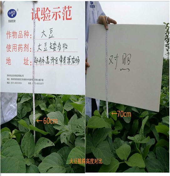 [Experiments and demonstrations] Soybean is short and harvested more(圖2)