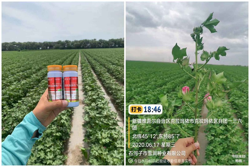 棉花用了控爾豐，控旺增產(chǎn)真輕松(圖3)