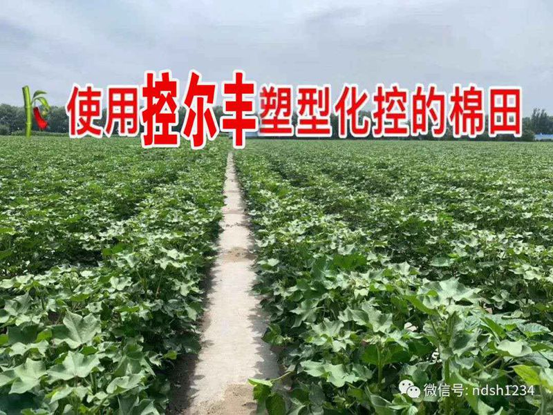 棉花用了控爾豐，控旺增產(chǎn)真輕松(圖5)