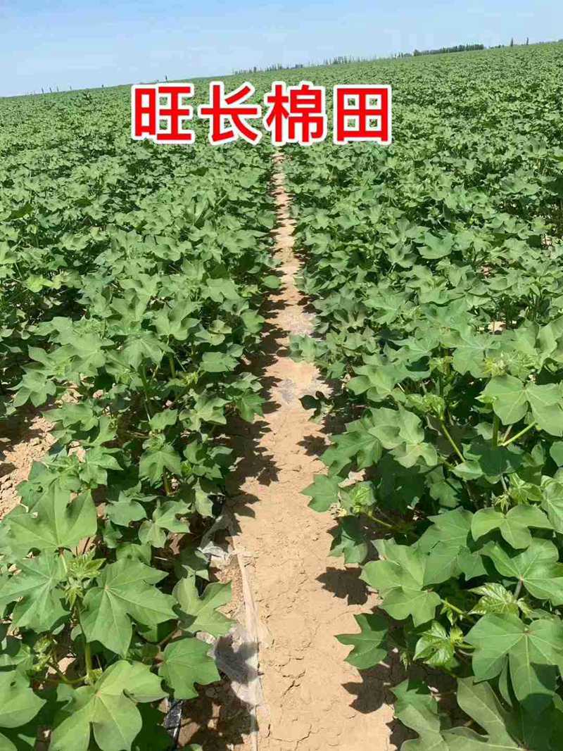 棉花用了控爾豐，控旺增產(chǎn)真輕松(圖6)