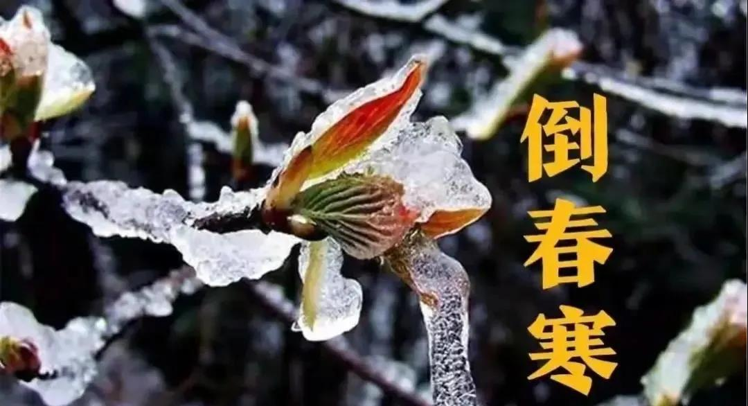 預(yù)防倒春寒，植物生長調(diào)節(jié)劑有大用！(圖1)