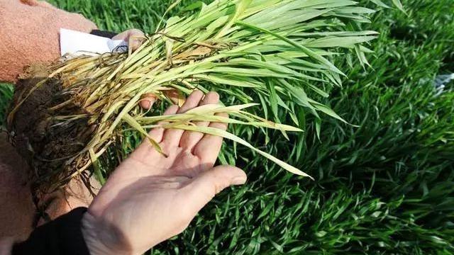 農業(yè)農村部發(fā)布 2022年小麥科學防范“倒春寒”技術意見(圖1)