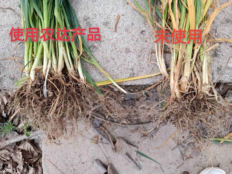深入田間，探究效果---卑詩?壯在小麥上的效果回訪(圖3)