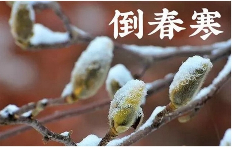 倒春寒來了！(圖1)