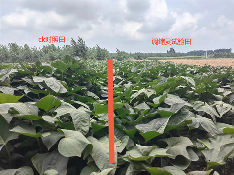 農(nóng)達(dá)調(diào)縮靈在紅薯上的控旺效果(圖1)