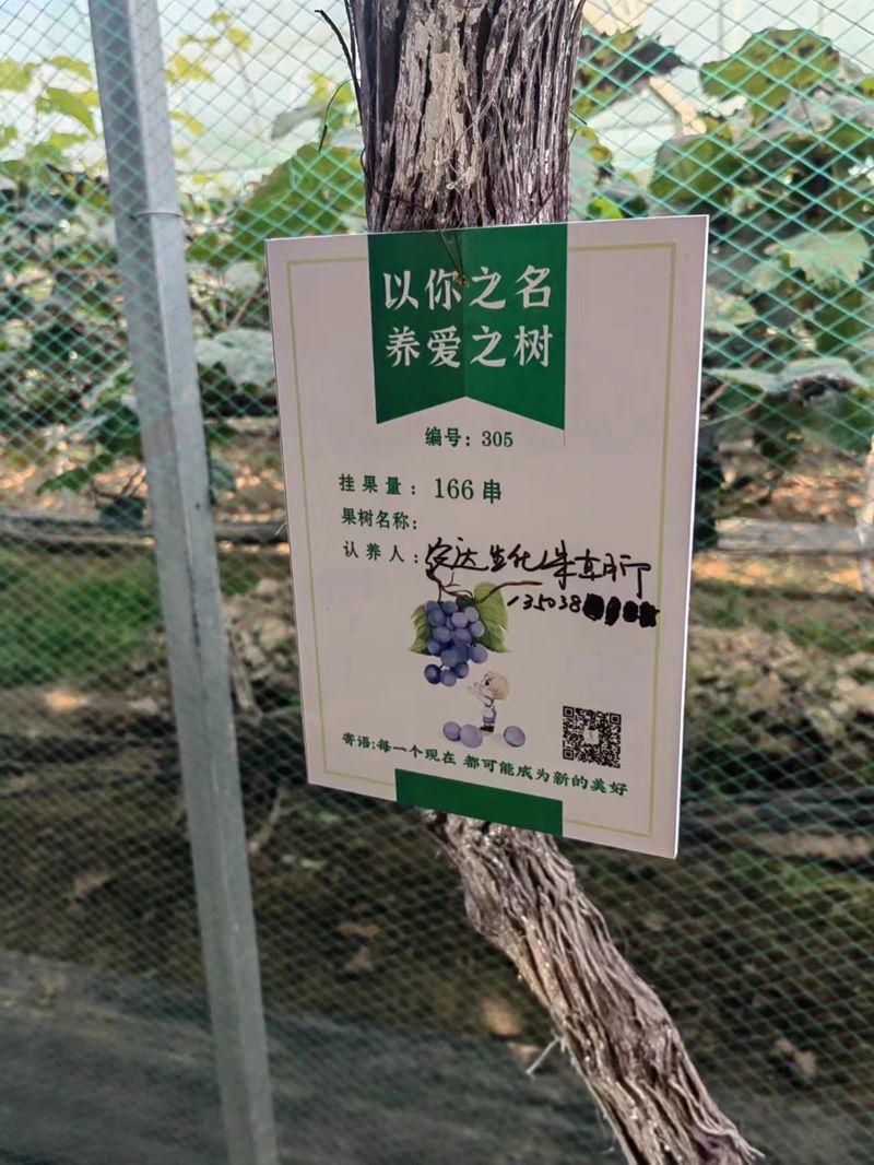 農(nóng)達開展陽光玫瑰采摘節(jié)活動(圖3)