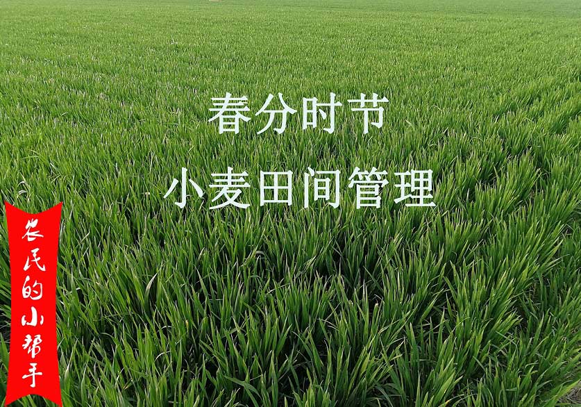 4月份小麥田間管理要點(diǎn)(圖1) 4月份小麥田間管理要點(diǎn)(圖1)