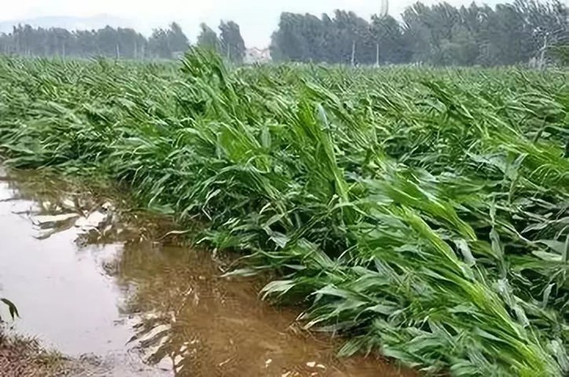 暴雨過(guò)后，應(yīng)做好這些事！(圖2)