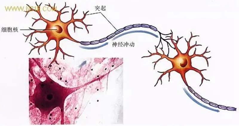 生物農(nóng)藥連續(xù)使用會(huì)不會(huì)產(chǎn)生抗藥性?(圖1) 生物農(nóng)藥連續(xù)使用會(huì)不會(huì)產(chǎn)生抗藥性?(圖1)