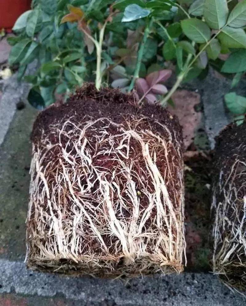 根是植物的命，抓住這幾點(diǎn)，根系粗壯、四通發(fā)達(dá)(圖1)