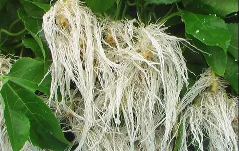 根是植物的命，抓住這幾點(diǎn)，根系粗壯、四通發(fā)達(dá)(圖2)